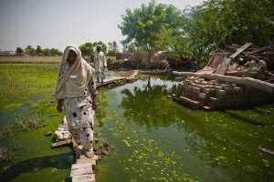 Rice fields submerged by floods in Pakistan