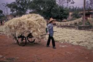 A woman in Guangdong with a wagon load of harvested crops