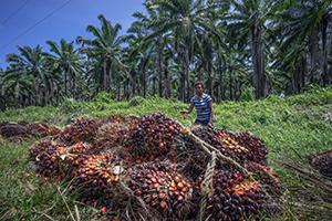 The impact of trade on employment in the Sustainable Development Goals