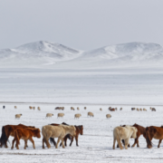 BlogFeatured_How Climate Change Is Fueling the Dzud Crisis in Mongolia