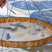 Mind Your Neighbors- Measuring Shrimp Farm Spillovers